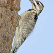 Yellow-bellied Sapsucker